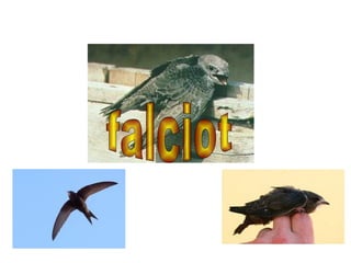 falciot 