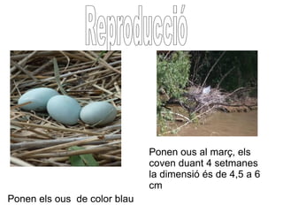 Ponen ous al març, els coven duant 4 setmanes  la dimensió és de 4,5 a 6 cm Ponen els ous  de color blau Reproducció 