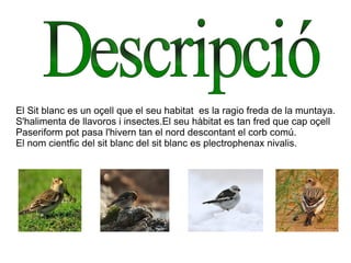 El Sit blanc es un oçell que el seu habitat  es la ragio freda de la muntaya. S'halimenta de llavoros i insectes.El seu hàbitat es tan fred que cap oçell  Paseriform pot pasa l'hivern tan el nord descontant el corb comú. El nom cientfic del sit blanc del sit blanc es plectrophenax nivalis.  Descripció 