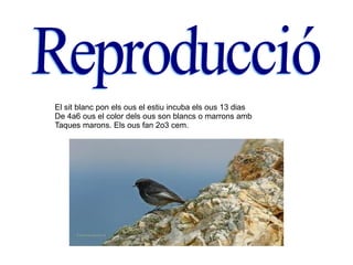 El sit blanc pon els ous el estiu incuba els ous 13 dias De 4a6 ous el color dels ous son blancs o marrons amb Taques marons. Els ous fan 2o3 cem. Reproducció 