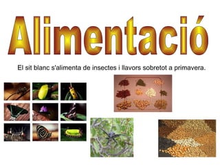El sit blanc s'alimenta de insectes i llavors sobretot a primavera. Alimentació 