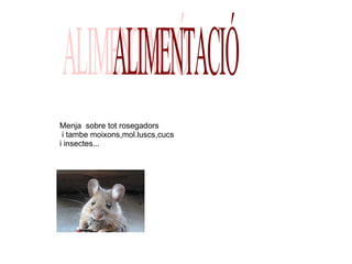 Menja  sobre tot rosegadors i tambe moixons,mol.luscs,cucs  i insectes... ALIMENTACIÓ 