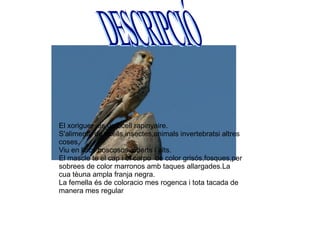 El xoriguer  es un ocell rapinyaire. S'alimenta de ocells,insectes,animals invertebratsi altres coses. Viu en llocs boscosos ,oberts i alts. El mascle te el cap i el carpo  de color grisós,fosques,per sobrees de color marronos amb taques allargades.La cua tèuna ampla franja negra. La femella és de coloracio mes rogenca i tota tacada de manera mes regular DESCRIPCIÓ 