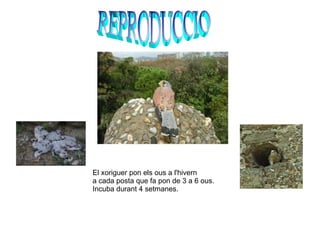 El xoriguer pon els ous a l'hivern a cada posta que fa pon de 3 a 6 ous. Incuba durant 4 setmanes. REPRODUCCIO 