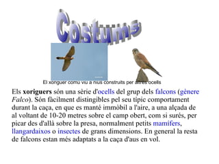 El xoriguer comú viu a nius construits per altres ocells Els  xoriguers  són una sèrie d' ocells  del grup dels  falcons  ( gènere   Falco ). Són fàcilment distingibles pel seu típic comportament durant la caça, en que es manté immòbil a l'aire, a una alçada de al voltant de 10-20 metres sobre el camp obert, com si surés, per picar des d'allà sobre la presa, normalment petits  mamífers ,  llangardaixos  o  insectes  de grans dimensions. En general la resta de falcons estan més adaptats a la caça d'aus en vol. Costums 