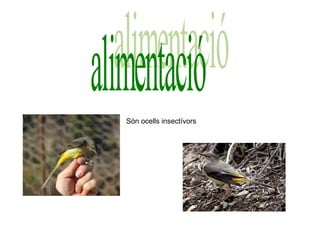 Són ocells insectívors alimentació 