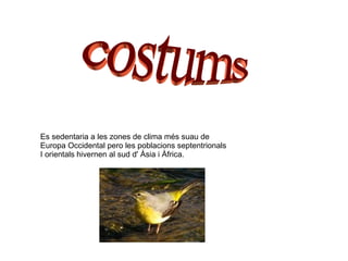 Es sedentaria a les zones de clima més suau de Europa Occidental pero les poblacions septentrionals I orientals hivernen al sud d' Àsia i Àfrica. costums 