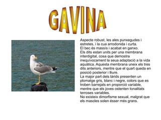 Aspecte robust, les ales punxegudes i estretes, i la cua arrodonida i curta. El bec és massís i acabat en ganxo. Els dits estan units per una membrana interdigital, cosa que demostra inequívocament la seua adaptació a la vida aquàtica. Aquesta membrana uneix els tres dits anteriors, mentre que el quart queda en posició posterior i lliure. La major part dels làrids presenten un plomatge gris, blanc i negre, colors que es troben barrejats en proporció variable, mentre que els joves ostenten tonalitats terroses variables. No existeix dimorfisme sexual, malgrat que els mascles solen ésser més grans. GAVINA   