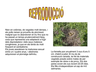 Nien en colònies, de vegades molt denses, i els polls neixen ja proveïts de plomissol, malgrat que no abandonen el niu fins que no ha passat un temps prudencialment llarg, cosa que representa una adaptació a fugir dels depredadors i dels seus mateixos congèneres, ja que en els làrids és molt freqüent el canibalisme. Els joves assoleixen la maduresa sexual entre un i quatre anys, i aleshores adquireixen el plomatge definitiu. La femella pon anualment 3 ous d'uns 5 cm. d'abril a juliol. El niu és de construcció variada, és fet de materials vegetals posats sobre mates de per exemple de càrex o de joncs. Els dos pares coven els ous durant 22-25 dies. Els fills s'independitzen al cap de 4-6 setmanes. REPRODUCCIÓ 