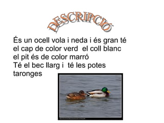 És un ocell vola i neda i és gran té el cap de color verd  el coll blanc el pit és de color marró Té el bec llarg i  té les potes taronges DESCRIPCIÓ 