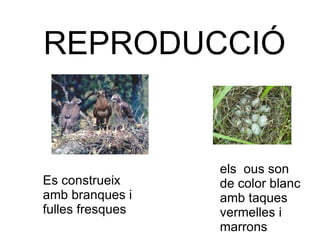 REPRODUCCIÓ els  ous son de color blanc amb taques vermelles i marrons Es construeix amb branques i fulles fresques 