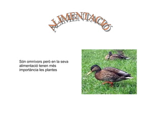 Són omnívors però en la seva alimentació tenen més importància les plantes ALIMENTACIÓ 