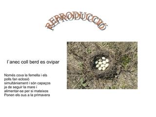 l`anec coll berd es ovipar Només cova la femella i els polls fan eclosió simultàniament i són capaços ja de seguir la mare i alimentar-se per si mateixos Ponen els ous a la primavera REPRODUCCIÓ 