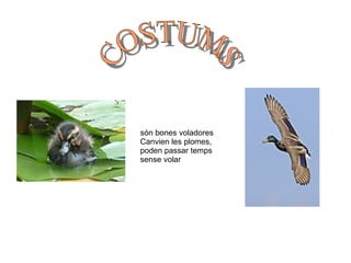 són bones voladores Canvien les plomes, poden passar temps sense volar COSTUMS 