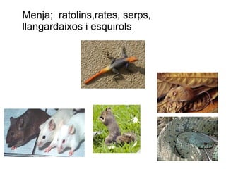 Menja;  ratolins,rates, serps, llangardaixos i esquirols 