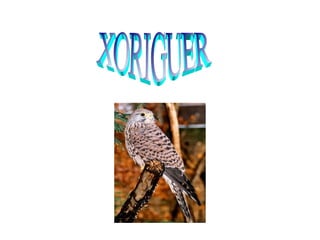 XORIGUER 