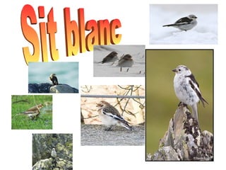 Sit blanc  