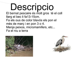 Descripcio El bernat pescaire és molt gros  té el coll llarg el bec li fa13-15cm. Fa els ous de color blavós els pon el més de març i en pon 3 o 4. Menja peixos, micromamifers, etc... Fa el niu a terra 
