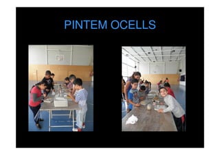 PINTEM OCELLS

 