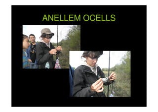 ANELLEM OCELLS

 
