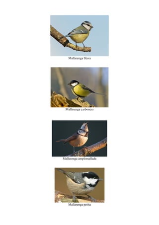 Mallarenga blava
Mallarenga carbonera
Mallarenga amplomallada
Mallarenga petita
 