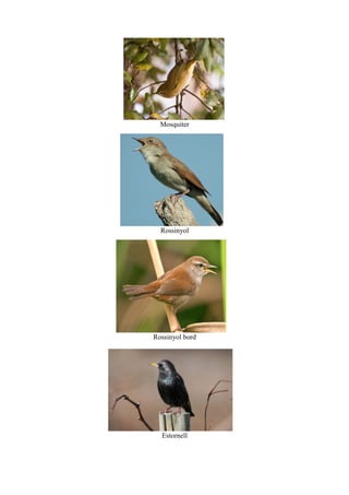 Mosquiter
Rossinyol
Rossinyol bord
Estornell
 