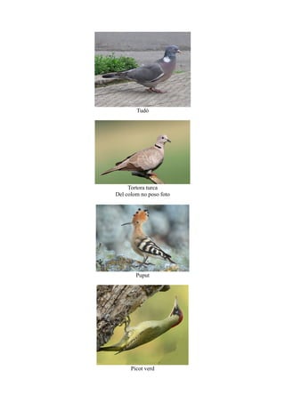Tudó
Tortora turca
Del colom no poso foto
Puput
Picot verd
 