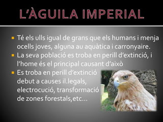  Té els ulls igual de grans que els humans i menja
ocells joves, alguna au aquàtica i carronyaire.
 La seva població es troba en perill d’extinció, i
l’home és el principal causant d’això
 Es troba en perill d’extinció
debut a causes il.legals,
electrocució, transformació
de zones forestals,etc…
 