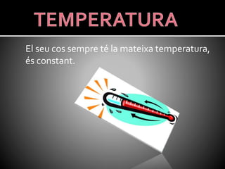 El seu cos sempre té la mateixa temperatura,
és constant.
 