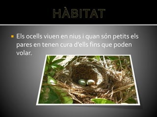  Els ocells viuen en nius i quan són petits els
pares en tenen cura d’ells fins que poden
volar.
 
