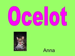 Ocelot Anna 