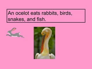 Ocelot Flash Card.pdf Ocelot | PPT