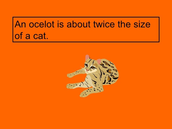 ocelot ocelot size