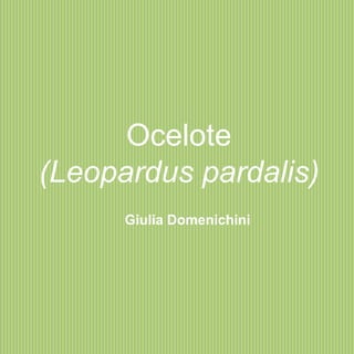 Ocelote
(Leopardus pardalis)
Giulia Domenichini
 