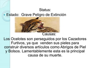 Status:
 Estado: Grave Peligro de Extinción




                        Causas:
Los Ocelotes son perseguidos por los Cazadores
    Furtivos, ya que venden sus pieles para
construir diversos artículos como Abrigos de Piel
 y Bolsos. Lamentablemente esta es la principal
               causa de su muerte.
 