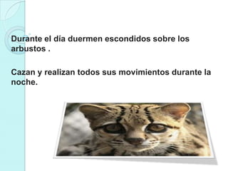 Durante el día duermen escondidos sobre los
arbustos .

Cazan y realizan todos sus movimientos durante la
noche.
 