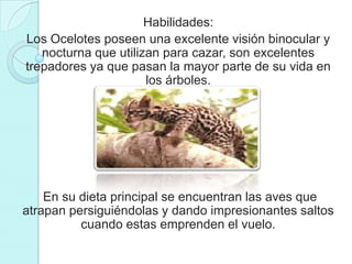 Habilidades:
Los Ocelotes poseen una excelente visión binocular y
   nocturna que utilizan para cazar, son excelentes
trepadores ya que pasan la mayor parte de su vida en
                      los árboles.




    En su dieta principal se encuentran las aves que
atrapan persiguiéndolas y dando impresionantes saltos
          cuando estas emprenden el vuelo.
 