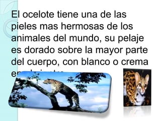El ocelote tiene una de las
pieles mas hermosas de los
animales del mundo, su pelaje
es dorado sobre la mayor parte
del cuerpo, con blanco o crema
en el vientre.
 