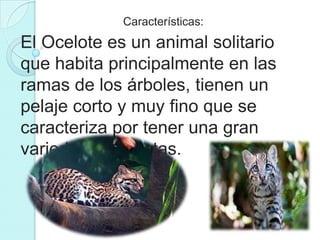 Características:
El Ocelote es un animal solitario
que habita principalmente en las
ramas de los árboles, tienen un
pelaje corto y muy fino que se
caracteriza por tener una gran
variedad de rosetas.
 