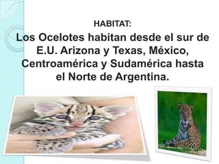 HABITAT:
Los Ocelotes habitan desde el sur de
   E.U. Arizona y Texas, México,
 Centroamérica y Sudamérica hasta
       el Norte de Argentina.
 