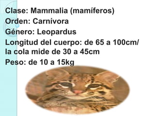 Clase: Mammalia (mamíferos)
Orden: Carnívora
Género: Leopardus
Longitud del cuerpo: de 65 a 100cm/
la cola mide de 30 a 45cm
Peso: de 10 a 15kg
 