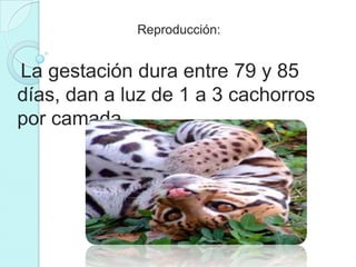 Reproducción:


La gestación dura entre 79 y 85
días, dan a luz de 1 a 3 cachorros
por camada.
 