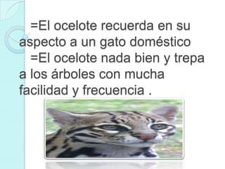 =El ocelote recuerda en su
aspecto a un gato doméstico
  =El ocelote nada bien y trepa
a los árboles con mucha
facilidad y frecuencia .
 