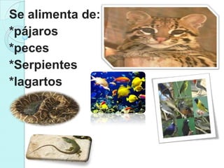 Se alimenta de:
*pájaros
*peces
*Serpientes
*lagartos
 