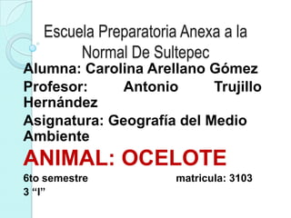 Escuela Preparatoria Anexa a la
        Normal De Sultepec
Alumna: Carolina Arellano Gómez
Profesor:     Antonio      Trujillo
Hernández
Asignatura: Geografía del Medio
Ambiente
ANIMAL: OCELOTE
6to semestre           matricula: 3103
3 “I”
 