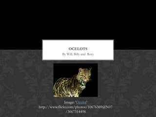 OCELOTS
             By Will, Billy and Rory




                Image: 'Ocelot'
http://www.flickr.com/photos/10676369@N07
                 /3067314498
 