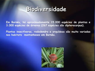 Biodiversidade  Em Bornéu, há aproximadamente 15.000 espécies de plantas e 3.000 espécies de árvores (267 espécies são dipterocarpus).  Plantas insectívoras, rododendro e orquídeas são muito variadas nos habitats  montanheses em Bornéu.  