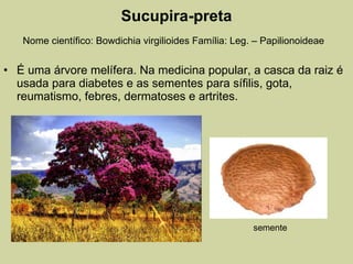 Sucupira-preta Nome científico: Bowdichia virgilioides Família: Leg. – Papilionoideae   É uma árvore melífera. Na medicina popular, a casca da raiz é usada para diabetes e as sementes para sífilis, gota, reumatismo, febres, dermatoses e artrites. semente 