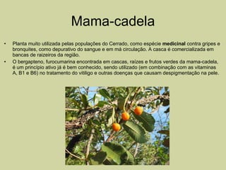 Mama-cadela Planta muito utilizada pelas populações do Cerrado, como espécie  medicinal  contra gripes e bronquites, como depurativo do sangue e em má circulação. A casca é comercializada em bancas de raizeiros da região.  O bergapteno, furocumarina encontrada em cascas, raízes e frutos verdes da mama-cadela, é um princípio ativo já é bem conhecido, sendo utilizado (em combinação com as vitaminas A, B1 e B6) no tratamento do vitiligo e outras doenças que causam despigmentação na pele.  