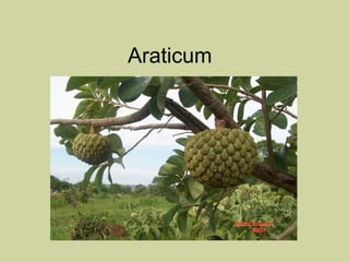 Araticum  